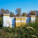 PI-bee-hive