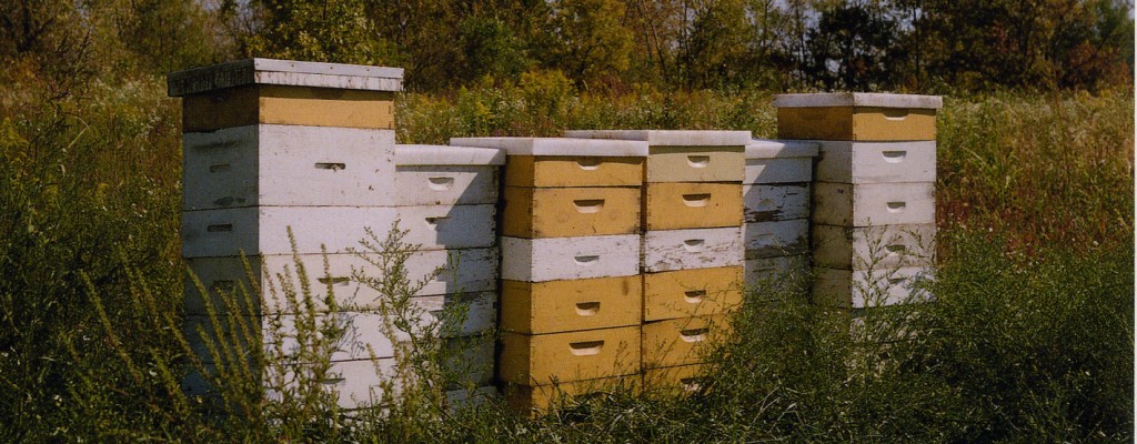 bee-hives-billbord