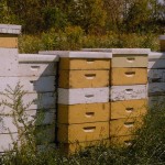 bee-hives-billbord